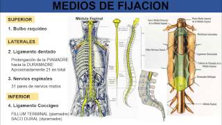 1 Médula Espinal  Morfología Externa [upl. by Damian779]