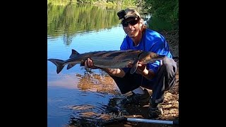 Sturgeon Fishing Menominee River of WisconsinMichigan Caught 2 Giants [upl. by Popelka]