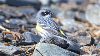 YellowRumped Warbler hunts bugs at Black Beach Saint John [upl. by Mac]