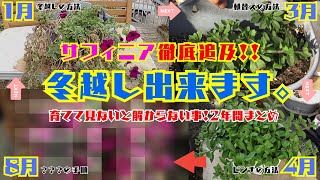 徹底追及！冬越し出来ます。【サフィニア】育ててみないと解らない事2年間まとめ植替え・ピンチ・修復方法【夏の花・ペチュニア類】育て方・園芸 [upl. by Ppilihp312]