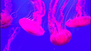 Phylum Cnidaria Part 1 Introduction and Broad Characteristics [upl. by Virgel]