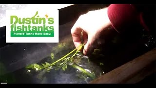 Dont Use RO Water in a Planted Tank Floating plants [upl. by Greenes]