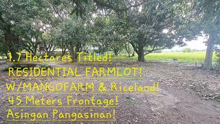 vlog 585 RESIDENTIAL WITH MANGO TREES AND RICELAND 17 HAS ASINGAN PANGASINAN [upl. by Eixid]