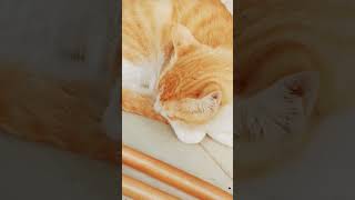 Rabbah mawan na khoween maaki yaad cat catlover yaad musicsong cute maa [upl. by Amisoc]