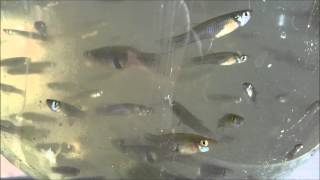 The mosquitofish against mosquitoes Gambusia affinis [upl. by Eey26]