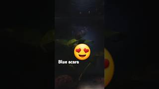 BLUE ACARA FISH fish aquraium subscribe youtube aquariumpets youtuber art shorts shortsfeed [upl. by Enehpets]