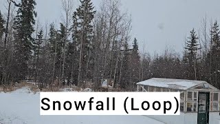 Snow Falling Video  Snowing Background  Snowfall Ambience  Small Farm Life [upl. by Funch]