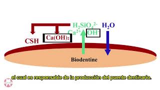 Bioactividad del Silicato Tricálcico de Septodont Biodentine [upl. by Orford]