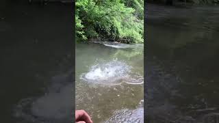 HUGE FISH EATS FLY AT BANK UNREAL shorts outdoors fishing trout [upl. by Templia763]