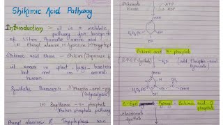 Shikimic acid pathway pharmacognosy  BPharmacy unit 15 sem  Synthesis of amino acid [upl. by Ikaz]