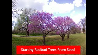 How to Start Redbud Trees From Seed [upl. by Kimmi72]