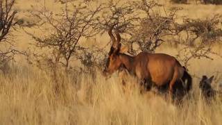 hartebeest vs wild dogs [upl. by Llebasi]