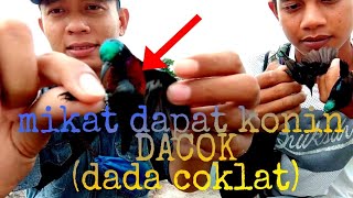 Mikat kolibri ninja di hutan malahan dapat konin rawatan orang lepas  konin DACOK dada coklat [upl. by Ozkum802]