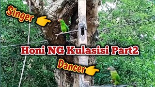 Honi NG Kulasisi or hanging PARROT sounds call for Bluetooth speaker PhilippineWildParrot [upl. by Ahsinet]