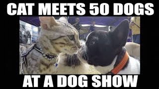 Watch this CAT meet 50 dogs at a dog show [upl. by Frederich]