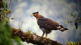 Ornate Hawkeagle Spizaetus ornatus in Continental Divide Road Bocas del Toro Panama [upl. by Anbul]