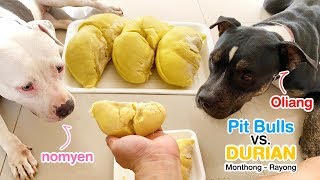 Pit Bulls 1st time eat Durian ASMR perro come durian  собака ест дуриан 犬はドリアンを食べる  개는 두리안을 먹는다 [upl. by Netsirhc]