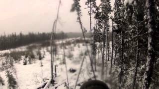 Bowhunt Bull Moose Ontario [upl. by Flagler]