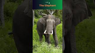 Top 10 Herbivorous Animals 🐾 Nature’s Plant Eaters [upl. by Enenaej11]