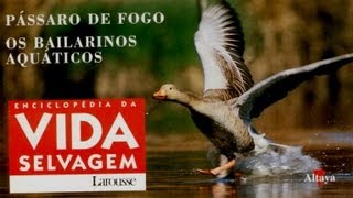 Vida Selvagem 35  Pássaro de Fogo [upl. by Llehcam387]