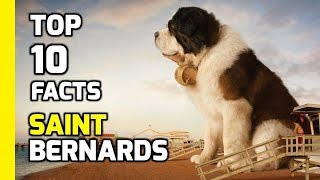 Top 10 facts about Saint Bernards  Part 2 Interesting Facts [upl. by Gnouv667]