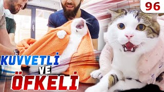 Hem KUVVETLİ Hem ÖFKELİ 😲 Boncuk Gözlü Hırçın Kedi LEO 😜 DoBiDa 96 [upl. by Francyne350]