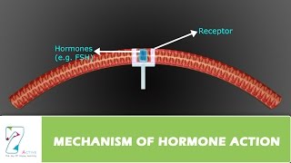 MECHANISM OF HORMONE ACTION [upl. by Rehpretsirhc]