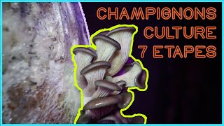 🍄 Les 7 ÉTAPES de la CULTURE du CHAMPIGNON [upl. by Royall674]