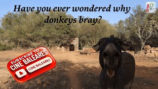 Have you ever wondered why donkeys bray [upl. by Addi]