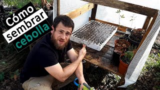 Cultiva CEBOLLÍN en maceta MUY FÁCIL sin germinarlas huertoenmacetas huertoorganico [upl. by Nosloc]