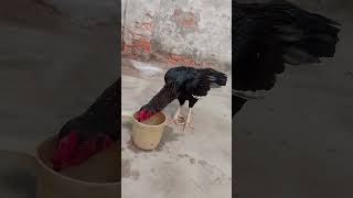 Mushka murga  Dana Pani time aseelmurga birds birdslover [upl. by Ashti]