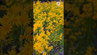 Packera tempicana  golden ragwort flowers  wild flowers flowers shorts satisfying [upl. by Apps]