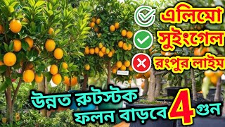 উন্নত রুটস্টকে 10টি সেরা জাত পাবেন অনলাইনে। এই প্রথম comfatable Rootstock এ সেরা 10 Citrus varieties [upl. by Eniamrahc]