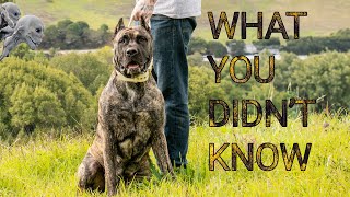 10 Interesting Facts About the PRESA CANARIO [upl. by Hastie]