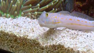 Why your Sand Gobies die RIP [upl. by Gaylor]