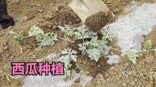 西瓜种植过程，瓜藤压土，根部培土的好处是什么？ [upl. by Padget757]