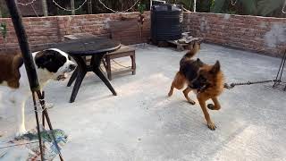 Giant saint bernard vs massive gsd fight [upl. by Anastasia]