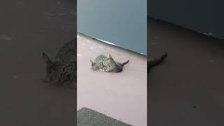 YAVRU KEDİLERİN OYUNLARI kedi kedisever catvideos kedivideoları yavrukedi yavrukedivideoları [upl. by Cobbie]