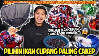 SORTIR IKAN CUPANG PREMIUM DARI RIBUAN BETTAFISH YANG ADA BAGUSBAGUS BANGET FISHKINIAN STORE [upl. by Hannazus438]