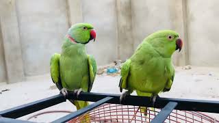 parrots talking like humans [upl. by Sarat]