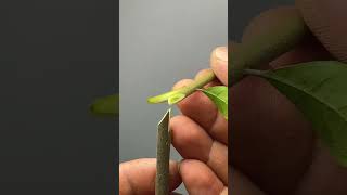 Best method and unique ideas for the grafting of fruit trees grafting plants garden tree​ [upl. by Agler]