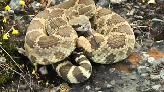 330 Coiled up Northern Pacific Rattlesnake [upl. by Erlandson]