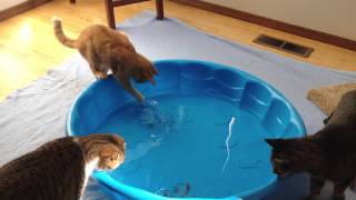 My cats vs goldfish [upl. by Bratton]