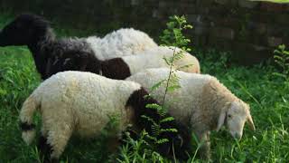 Best Sheep of Bangladesh  Rare Species  The Home of Goru Lovers  Anwara City Agrovet [upl. by Pudendas]