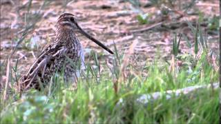 Gallinago gallinago Common snipe [upl. by Kay]