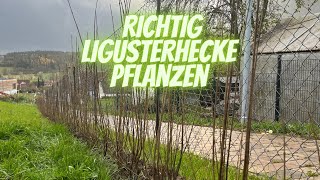 richtig Liguster Atrovirens Hecke pflanzen I Anleitung I Hainbuche [upl. by Inaluahek]