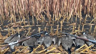 12 Gauge 2 34 steel goose reloads using Longshot and BB’s [upl. by Aniratak413]