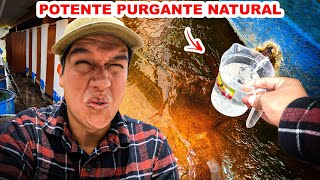 Probé el famoso LAXANTE NATURAL que LIMPIA PURGA Y REJUVENECE  Jordy Aventurero [upl. by Initirb]