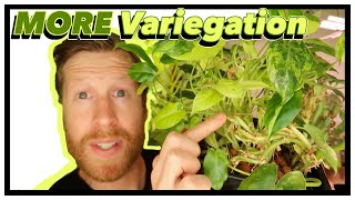 Maximize VARIEGATION on your RARE Plants  How to Prune Burle Marx Philodendron [upl. by Tiebold962]