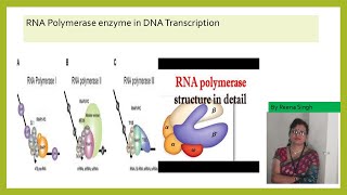 RNA POLYMERASE 12345IITRANSCRIPTION IN PROKAROTES AND EUKARYOTES II NEET II CLASS 12IIBSC II MSC [upl. by Yelnoc841]